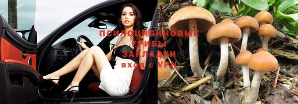 шишки Заводоуковск